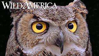 Wild America | S2 E7 Owls: Lords of Darkness | Full Episode HD