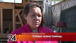 Нижнекамские волонтеры спасли дворняжку с порезанной шеей