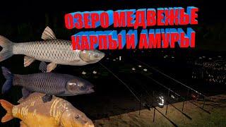 Русская рыбалка 4(рр4/rf4) - Озеро Медвежье, 350 монет в час на Амурах и Карпах!!!