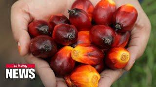 Indonesia's palm oil export ban to hurt food producers, drive prices up