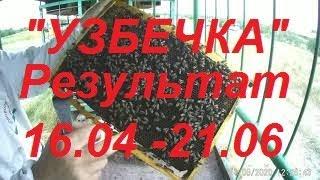 "Узбечка"-пчелопакеты.2 месяца пролетело.Каких пчел покупать весной и где.