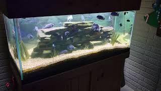 African Cichlid Colony in my 75 Gallon