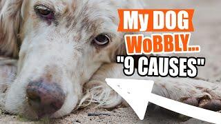 WHY Is My DOG Wobbly When WALKING?