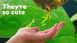 I Hatched So Many Baby Praying Mantises - How baby mantises and I become best friends