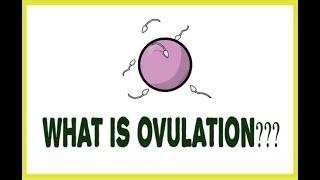 What is OVULATION?What happens after ovulation???