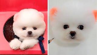 Funny and Cute Pomeranian 24 #Min Cute Pets