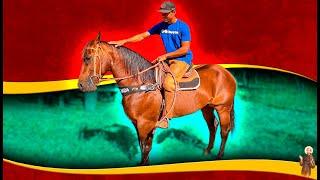 Cavalo de Vaquejada em Negociação