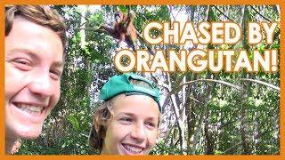 Travel With Kids Sumatran Jungle Trek of Indonesia - Orangutan Chase