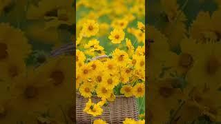 beautiful yellow flowers|Renelyn Sinaya