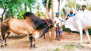 show Quality kangeyam sevalai kalai  kangeyam mayilai cow mating | jallikattu kalai