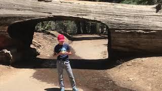 Tunnel Log @ Sequoia National Park