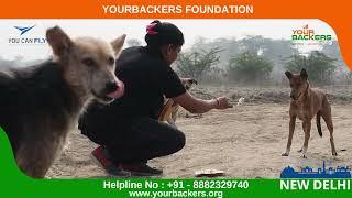 1st Nov 2022 Feed the Stray Animals – An initiative by the Yourbackers New Delhi