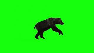 Bear Sprint - Green Screen