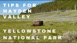 Tips for HAYDEN VALLEY | Hayden Valley | Yellowstone Wildlife | Bear with Cubs