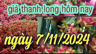 giá thanh long hôm nay ngày 7/11/2024