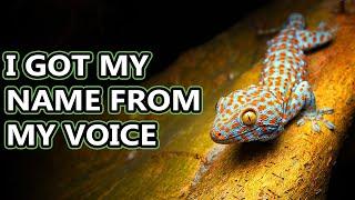 Tokay Gecko facts: they speak their name | Animal Fact Files