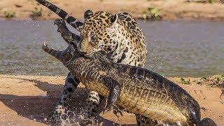 Jaguar VS Crocodile & Amazing Animal Fights - Wild Animals Documentary 2018