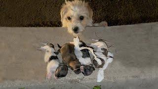 With teary eyes, the mother watched helplessly as her newborn baby cried loudly from hunger and cold