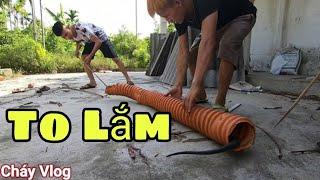 Cùng Thú Vui 3 Miền | Hiếu Vlog Tiêu Diệt Ổ Rắn Hổ Mang Chúa Khổng Lồ | King cobra | Sinh 09