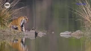 Tiger high jump