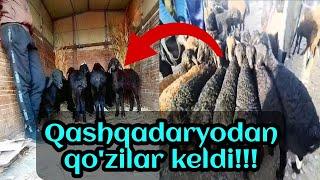 Qashqadaryodan qo'zilar keldi | To'rtko'l qo'y bozori 26.03.2023 #qoybozor