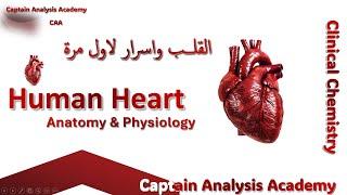 The Human Heart  اسرار عن القلب البشرى + الوصف التشريحى ودورة فى جسم الانسان