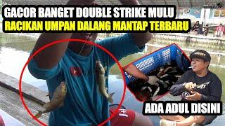 DOUBLE STRIKE MULU‼️ Hasilnya Luar Biasa Pake Racikan Terbaru Dalang Mantap‼️ Empang Kecil