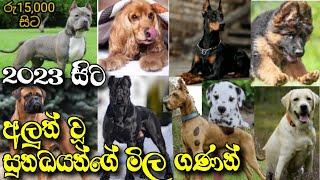 Dogs price in sri lanka ||True Price For Best 12 Dog Breeds In sri lanka || New price 2023