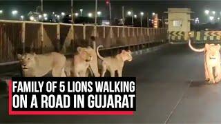 Viral video: Family of lions surprise workers at a Gujarat port | Cobrapost