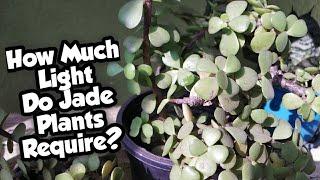 How Much Sunlight Do Jade Plants Require? | Where Should You Keep Jade Plants? | Whimsy Crafter