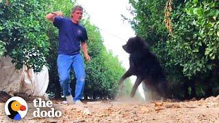 Stray Dog With A Secret Keeps Running From Rescuer | The Dodo Faith = Restored