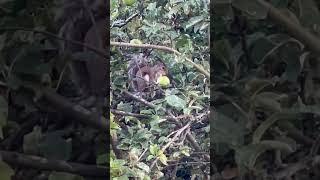 Squirrel Eating Fresh Apple