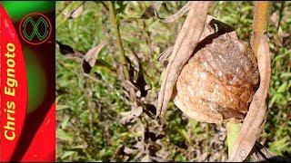 How to Find a Praying Mantis Egg.