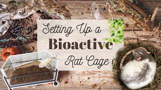 Tutorial: How to make a Bioactive Rat Cage