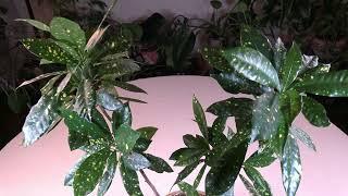 'Gold Dust' Croton / Plant Spotlight