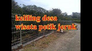 ayo dolen malang keliling desa wisata petik jeruk