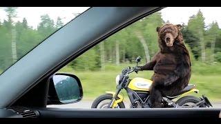 Жесть!!! Живой медведь на мотоцикле!!!