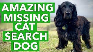 The Amazing Missing Cat Search Dog