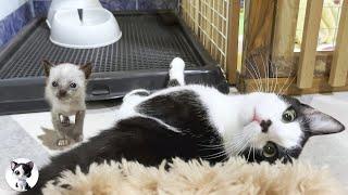 Mu, an older cat, decides to hug a rescued kitten who is just learning to walk, despite his fear