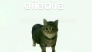 oiia oiia spinning cat [epilepsy warning]