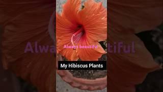 Hibiscus flowers | Crazy Gardeners  | Hibiscus care #NJGreenheaven  #shorts