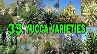 33 YUCCA VARIETIES