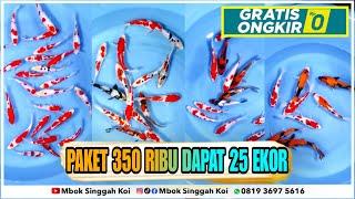 SPECIAL LIBURAN, ADA PAKET IKAN KOI BLITAR HARGA 350 RIBU DAPAT 25 EKOR