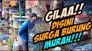 Wajib ke sini,  Srikantil Murah, Survei Harga burung di pasar burung SATRIA Denpasar Bali/BirdMarket