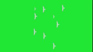 BIRDS FLYING TOP VIEW GREEN SCREEN - HD