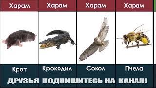 ХАРОМ ВА #ХАЛОЛ  ГУШТ. КАЙСИ ХАЙВОН ХАЛОЛ ВА ХАРОМ БИЛИБ ОЛИНГИЗЛАР ИСЛОМ ДИНИДА.