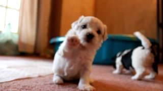 Havanese puppies playing and barking