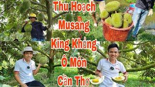 Thu hoạch sầu riêng Vua Musang King khủng sớm vụ Tại Ô Môn Cần Thơ trúng mùa tròn trái nặng kg