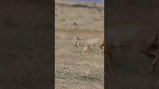 Indian fox termites feeding behaviour