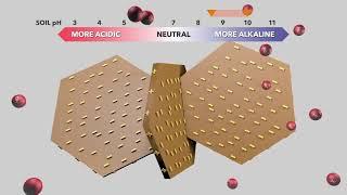 Dispersion of clay plates by changing soil pH